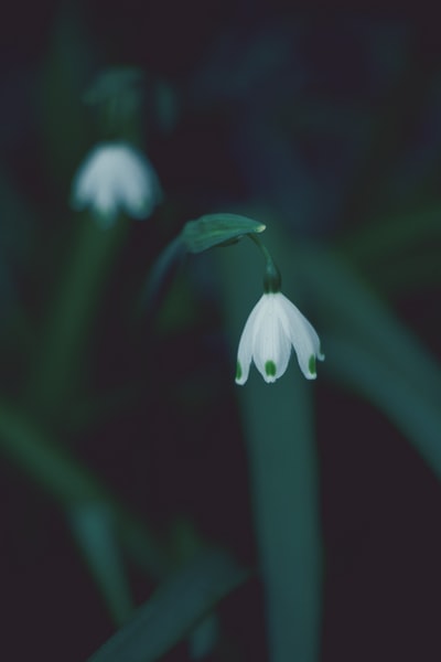 白色花瓣花朵的特写照片